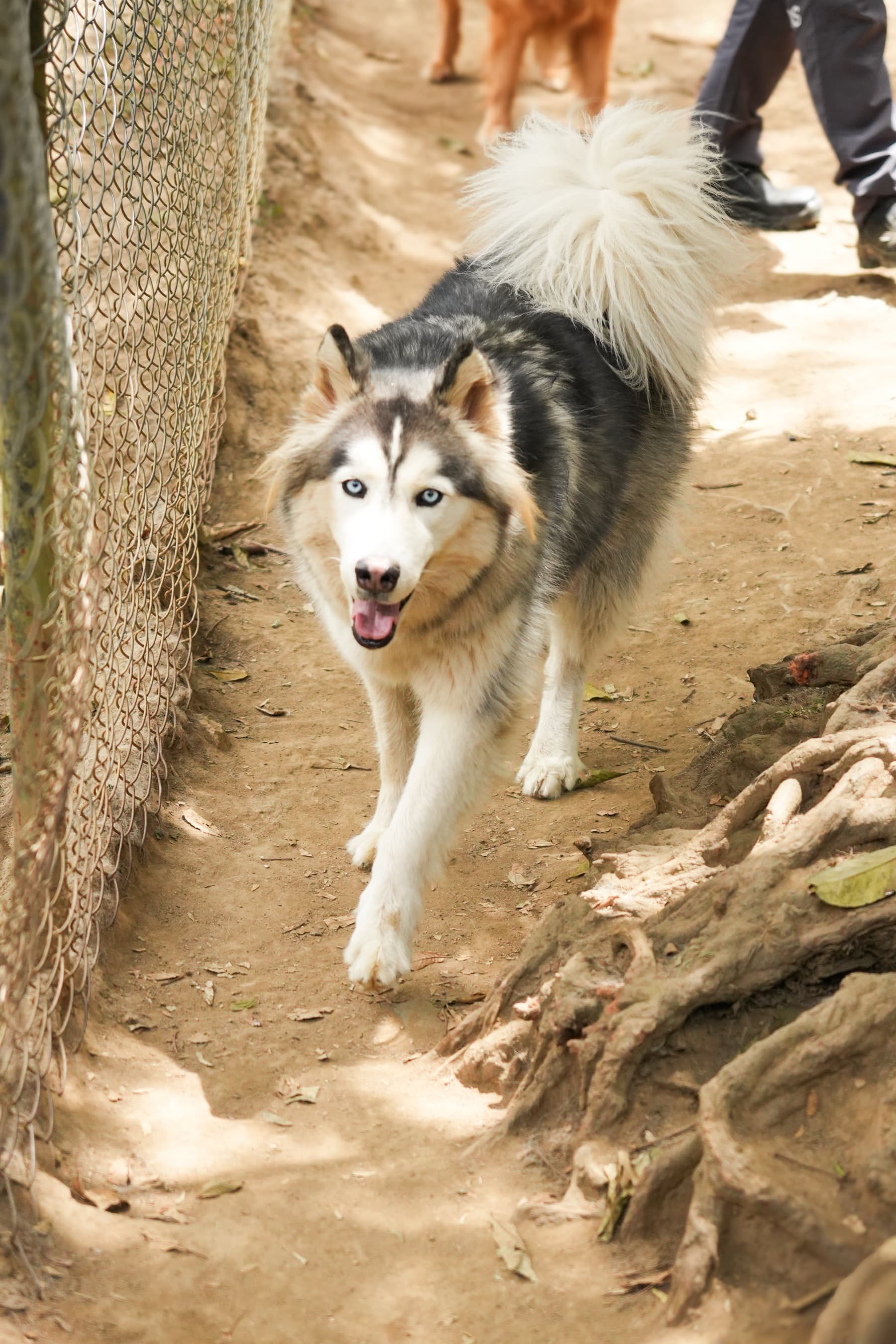 Perro socializando durante su día en Una Manada D' Pelos