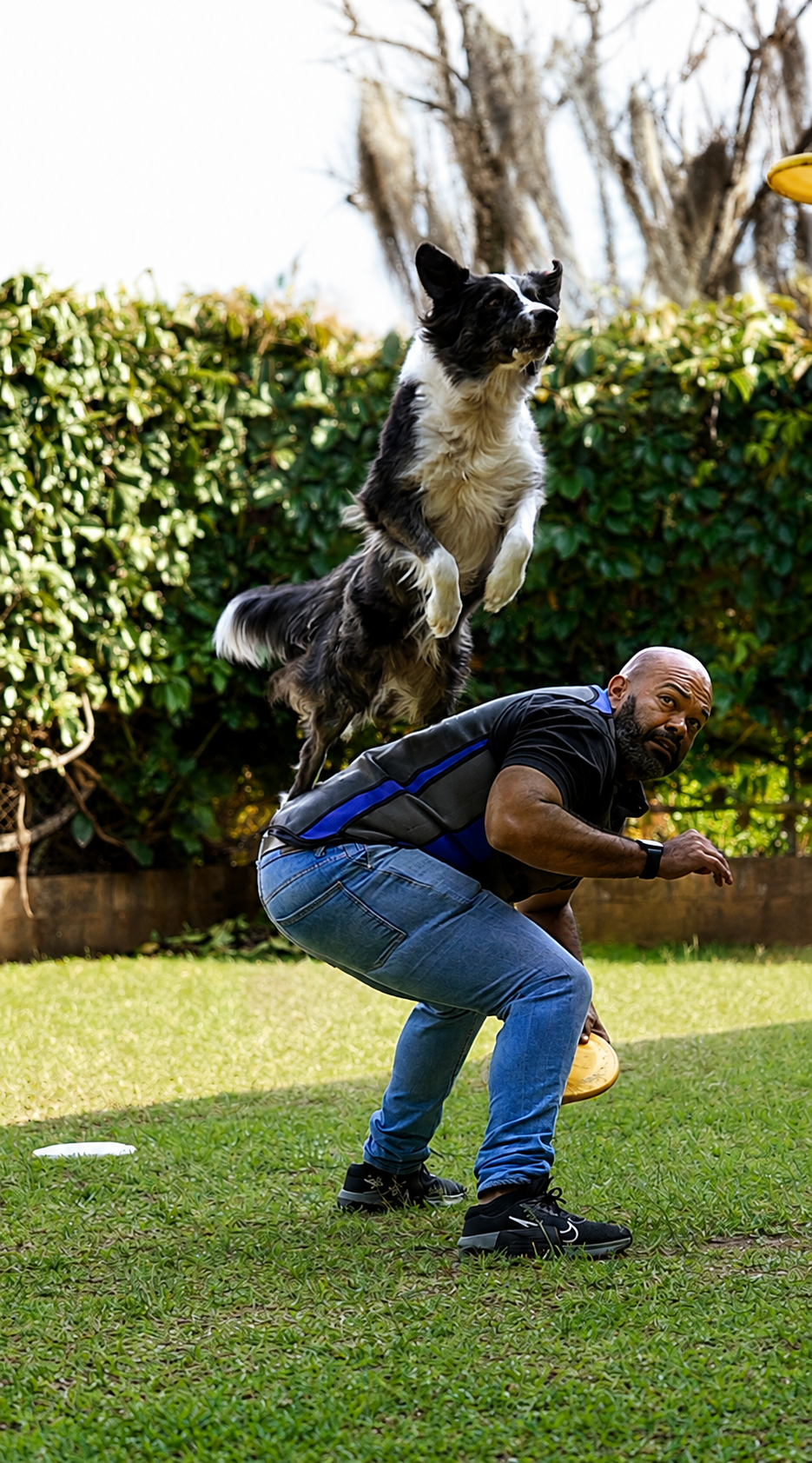 Perro saltando durante una sesión de adiestramiento
